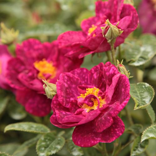 Rozenplanten online kopen en bestellen - gallica roos - roze - Rosa Alain Blanchard - sterk geurende roos - Coquerel - Decoratieve struik met eenmalig bloei.